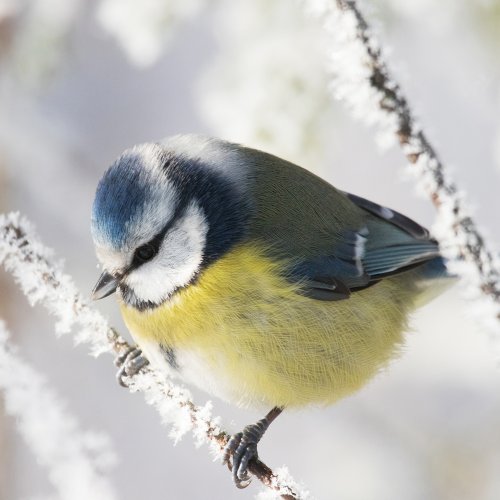 BirdLife Sverige